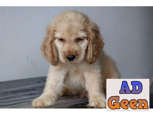 used English Cocker Spaniel Puppies Available for sale 9911461912 for sale 